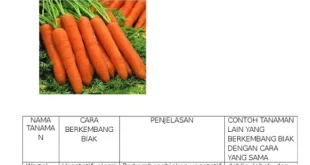 tumbuhan yang berkembang biak dengan spora adalah 0